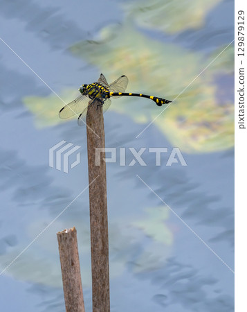 Taiwan fan-tailed dragonfly in a water lily pond Taiwan fan-tailed dragonfly in a water lily pond 129879129