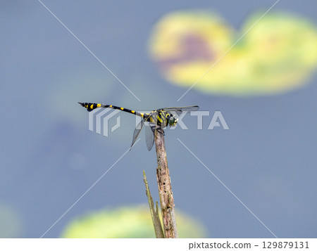 睡蓮池中的台灣扇尾蜻蜓 睡蓮池中的台灣扇尾蜻蜓 129879131