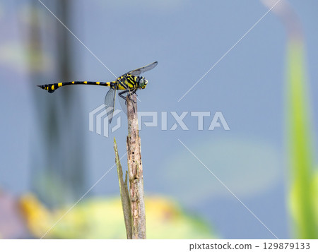 Taiwan fan-tailed dragonfly in a water lily pond 129879133