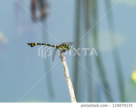 Taiwan fan-tailed dragonfly in a water lily pond Taiwan fan-tailed dragonfly in a water lily pond 129879135