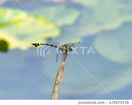 Taiwan fan-tailed dragonfly in a water lily pond 129879136