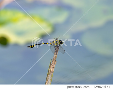 Taiwan fan-tailed dragonfly in a water lily pond Taiwan fan-tailed dragonfly in a water lily pond 129879137