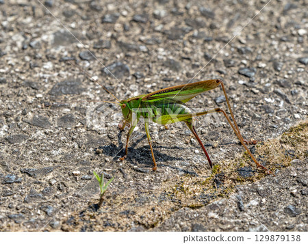 Female grasshopper on the ground 129879138