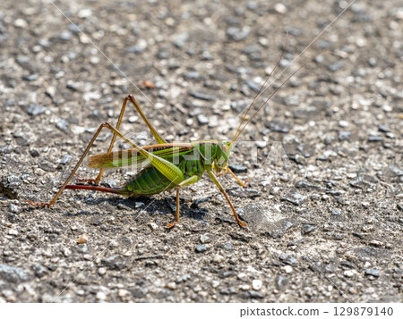 Female grasshopper on the ground 129879140