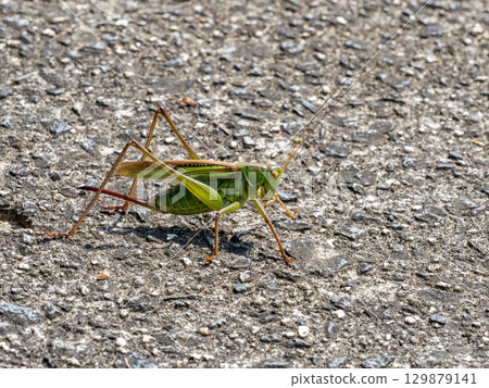 Female grasshopper on the ground Female grasshopper on the ground 129879141