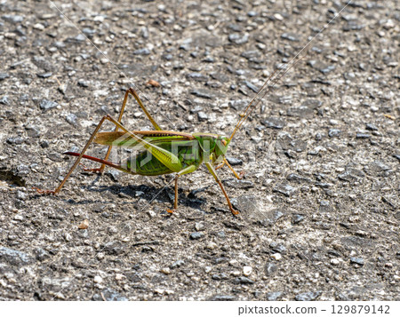 Female grasshopper on the ground Female grasshopper on the ground 129879142