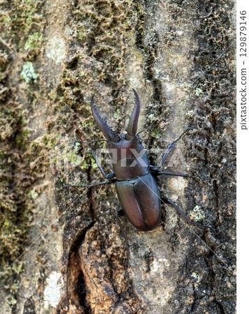 鋸齒橡樹上的鋸齒鍬形蟲 129879146