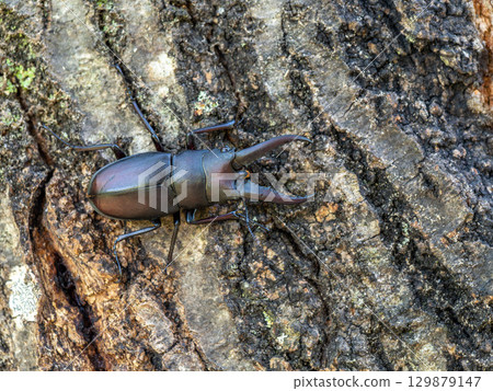 Sawtooth stag beetle on a sawtooth oak tree Sawtooth stag beetle on a sawtooth oak tree 129879147