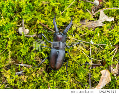 A sawtooth stag beetle under a sawtooth oak tree 129879151