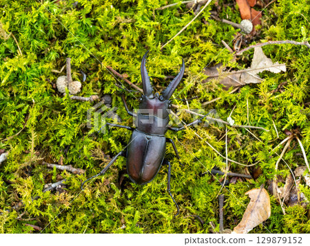 A sawtooth stag beetle under a sawtooth oak tree A sawtooth stag beetle under a sawtooth oak tree 129879152