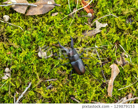 A sawtooth stag beetle under a sawtooth oak tree A sawtooth stag beetle under a sawtooth oak tree 129879153