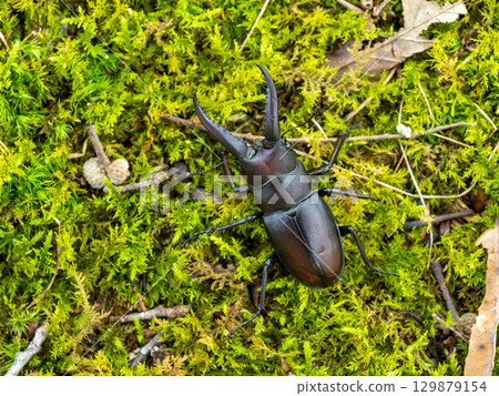 A sawtooth stag beetle under a sawtooth oak tree A sawtooth stag beetle under a sawtooth oak tree 129879154