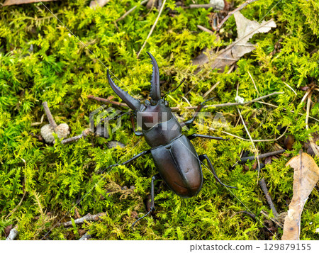 A sawtooth stag beetle under a sawtooth oak tree 129879155