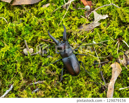 A sawtooth stag beetle under a sawtooth oak tree 129879156