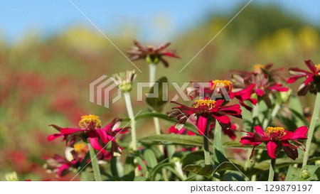 Many flowers Many flowers 129879197