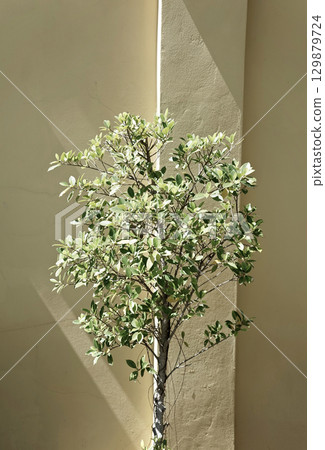 Real photo tropical green botanical ficus plant light and shadow overlay nature outdoor aesthetics 129879724
