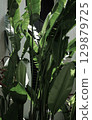 Real organic photography taken tropical green banana palm leaf plant urban modern building lifestyle 129879725