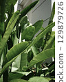 Organic real photo taken natural tropical green banana palm plant urban building lifestyle aesthetic 129879726