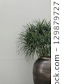 Real organic photography taken potted houseplant tropical green plant neutral white wall background 129879727