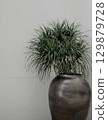 Real organic photography taken minimal potted houseplant tropical plant neutral wall building bg 129879728