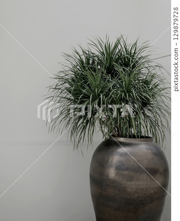 Real organic photography taken minimal potted houseplant tropical plant neutral wall building bg 129879728