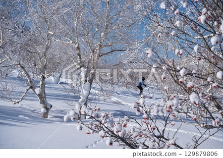 Skiers skiing through the frost-covered trees on the north ridge of Niseko Annupuri in the depths of winter 129879806