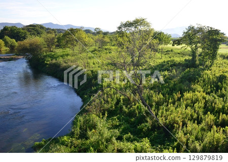 岐阜市鳥羽川河岸沐浴著朝陽 129879819