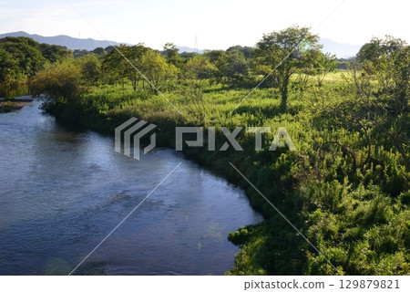 岐阜市鳥羽川河岸沐浴著朝陽 129879821