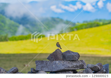A Japanese bush warbler found on the Utsukushigahara Plateau A Japanese bush warbler found on the Utsukushigahara Plateau 129880023