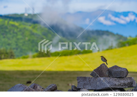 A Japanese bush warbler found on the Utsukushigahara Plateau 129880025
