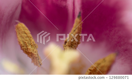 Macro of Fringed Tulip Petals 129880071