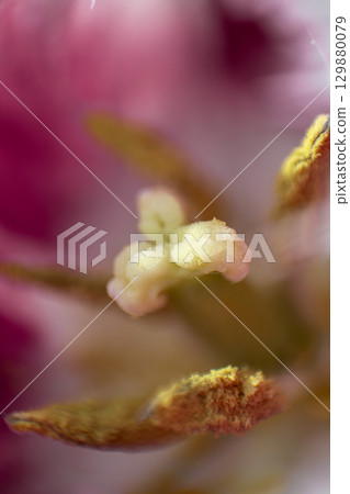 Macro of Fringed Tulip Petals 129880079