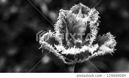 Black and White Fringed Tulip Close-Up 129880084