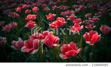 Field of Red Tulips in Evening Light 129880085