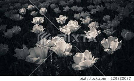 Black and White Tulip Field in Bloom Black and White Tulip Field in Bloom 129880087