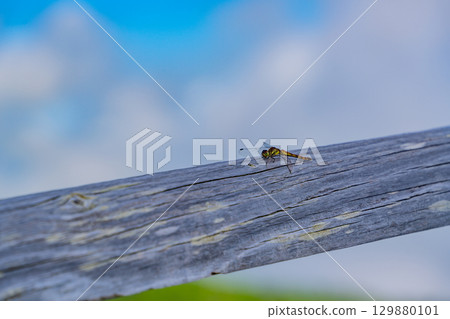 A dragonfly resting on the fence at Utsukushigahara Highland Ranch 129880101