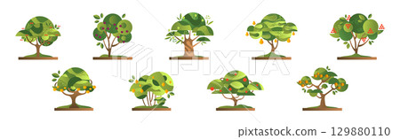 Green Fruit Tree Flat with Trunk and Ripe Crop Vector Set 129880110