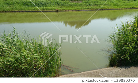 Pond Waterside scenery Pond Waterside scenery 129880370