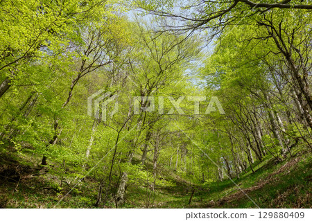 green forest in spring at Plitvice Lakes National Park, in Croatia 129880409