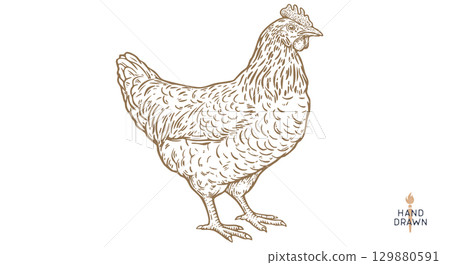 Chicken, farm hen sketch. Hand drawn. Vintage retro print hen, black drawing chicken, engrave old school style. Sketch artwork silhouette rooster, chicken, hen, white background. Vector Illustration Chicken, farm hen sketch. Hand drawn. Vintage retro print hen, black drawing chicken, engrave old school style. Sketch artwork silhouette rooster, chicken, hen, white background. Vector Illustration 129880591