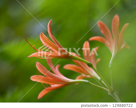 夏田裡的毛地黃 129880722