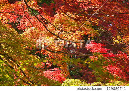 Beautiful autumn leaves at Jingoji Temple, Kyoto (Ukyo Ward, Kyoto City, Kyoto Prefecture) Beautiful autumn leaves at Jingoji Temple, Kyoto (Ukyo Ward, Kyoto City, Kyoto Prefecture) 129880741
