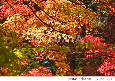 京都神護寺的美麗秋葉（京都府京都市右京區） 129880745