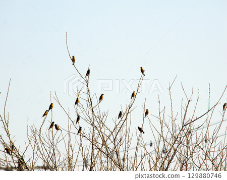 小鳥在枯枝上休息 129880746