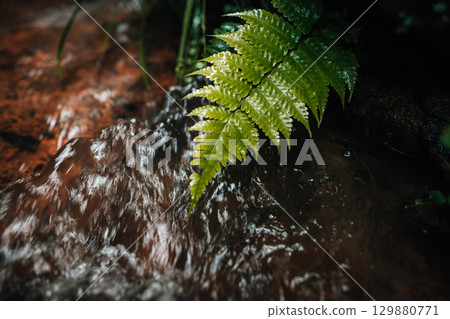 Dark green leaves at the rainforest waterfall 129880771