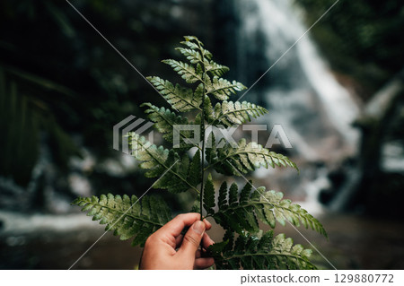 Dark green leaves at the rainforest waterfall Dark green leaves at the rainforest waterfall 129880772