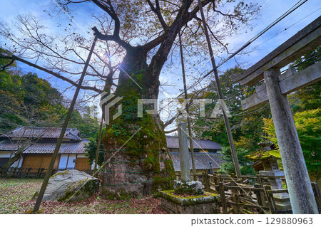 秋天，仰望山梨縣北杜市鬚田町根古屋神社的大櫸樹 129880963