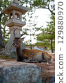 Shrine deer (deer sitting by a lantern) 129880970