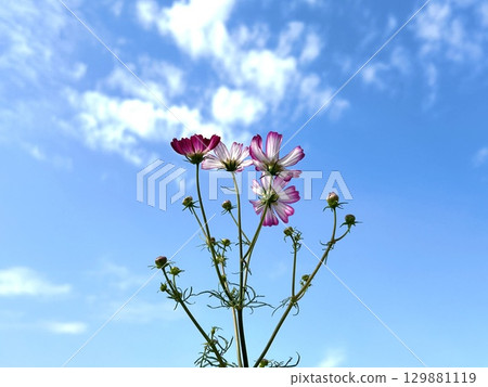 Pink cosmos flowers blooming under the clear blue autumn sky Pink cosmos flowers blooming under the clear blue autumn sky 129881119