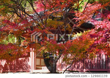 京都神護寺、和氣神社和綏爛的秋葉(京都府京都市右京區) 京都神護寺、和氣神社和綏爛的秋葉(京都府京都市右京區) 129881139